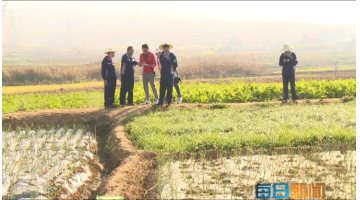 《每日新闻》：个旧市鸡街镇倘甸双河流域土壤改良修复示范项目进展顺利